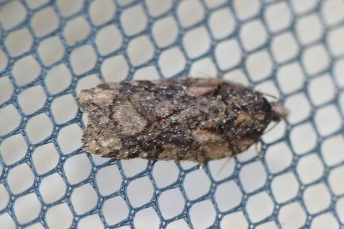 Acleris abietana